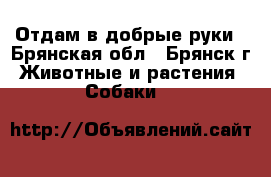 Отдам в добрые руки - Брянская обл., Брянск г. Животные и растения » Собаки   